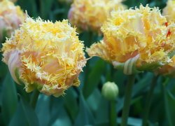 Strzępiaste żółte tulipany