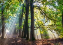 Światło słoneczne rozświetlające drzewa w lesie