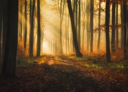 Jesień, Las, Drzewa, Mgła, Przebijające światło