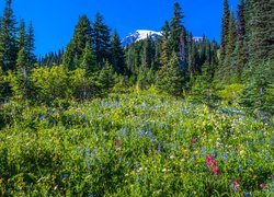 Świerki i polne kwiaty na łące w Parku Narodowym Mount Rainier