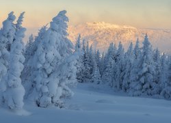 Świerki w śniegu na tle rozświetlonych gór
