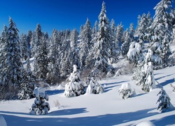 Świerkowy las w bieli