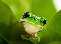 Sympatyczna żaba na liściu