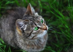 Szarobury zielonooki kot w trawie