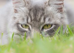 Szary kot w trawie