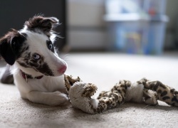 Szczeniak, Border Collie, Zabawka