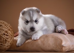 Pies, Szczeniak, Siberian husky, Poduszka