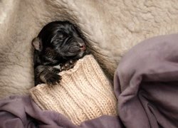 Szczeniak śpiący w rękawie swetra