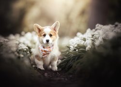 Pies, Welsh corgi pembroke, Szczeniak, Kwiaty