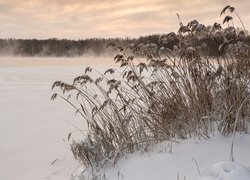 Szuwary i las nad zasypanym śniegiem jeziorem