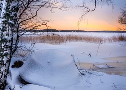 Szuwary na zamarzniętym jeziorze w finlandzkiej Ruonali