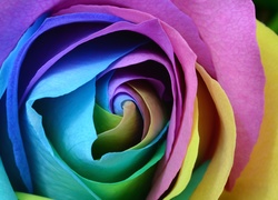 Kolorowa, Róża, Zbliżenie