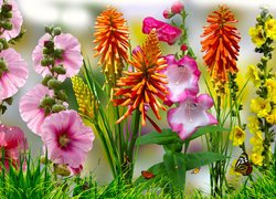 Kwiaty, Malwy, Trytoma groniasta, Grafika