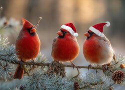 Trzy, Ptaki, Kardynały, Gałązka, Sosna, Grafika AI