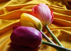 Trzy kolorowe tulipany położone na żółtym materiale