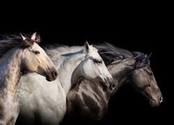 Trzy konie w biegu z rozwianymi grzywami