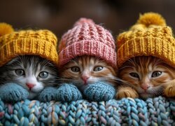 Trzy kotki w kolorowych czapkach