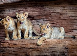 Trzy lwiątka na kłodzie