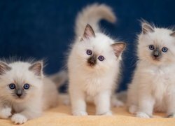 Trzy, Małe, Koty birmańskie