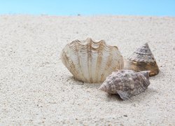 Trzy muszelki na piasku