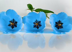 Trzy niebieskie tulipany w odbiciu