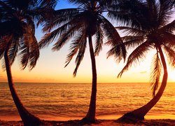 Trzy palmy na brzegu morza