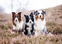 Trzy psy we wrzosach