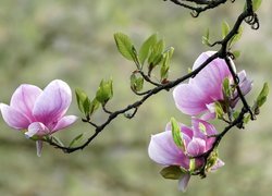 Trzy różowe magnolie na gałązkach