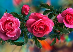 Trzy różowe róże z pąkami w grafice