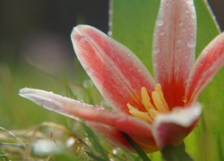 Tulipan botaniczny w kroplach wody