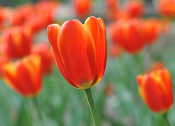 Przyroda, Kwiat, Tulipan