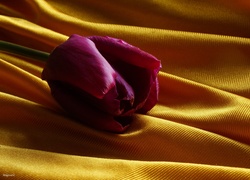 Tulipan położony na żółtym materiale