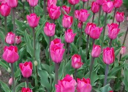 Tulipany ciemnoróżowe