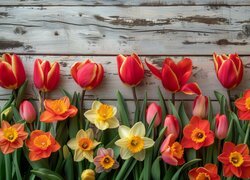 Kwiaty, Tulipany, Narcyzy żonkile, Drewno, Deski