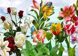 Kwiaty, Róże, Tulipany, Lilie, Grafika