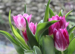Tulipany, Rozmyte, Tło