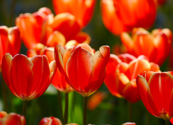 Przyroda, Kwiaty, Tulipany
