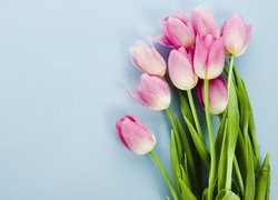 Kwiaty, Różowe, Tulipany, Bukiet, Kolorowe tło