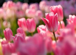Tulipany różowe w zbliżeniu