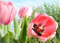 Tulipany w trawie na tle nieba
