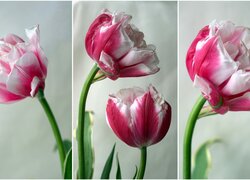 Biało-różowe, Rozkwitające, Tulipany
