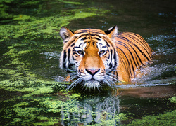 Tygrys brodzący w wodzie