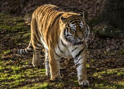 Tygrys na leśnej polanie