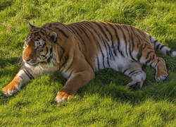 Tygrys wyleguje się na trawie