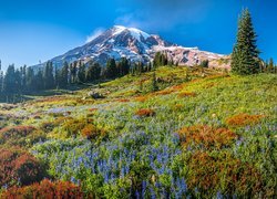 Ukwiecona łąka w Parku Narodowym Mount Rainier