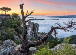 Uschnięte drzewo na skale nad zamglonymi górami