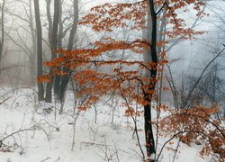 Uschnięte liście na drzewach w zimowym lesie