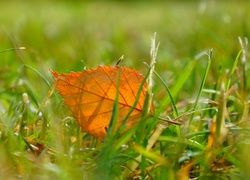 Uschnięty liść zawieruszony w trawie