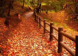 Jesień, Drzewa, Liście, Droga, Ogrodzenie