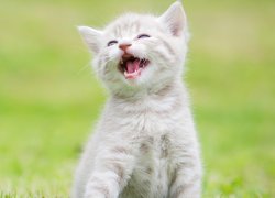 Uśmiechnięty mały kotek na trawie